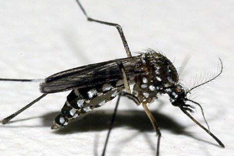 Governo de Minas alerta para aumento de casos de chikungunya no Triângulo Mineiro