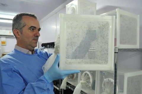 Brasileiro criador do "Aedes" que bloqueia dengue é eleito pela Nature