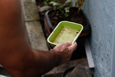 Chikungunya traz preocupações após uma década de presença no Brasil