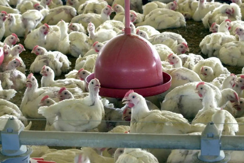 Agricultura confirma caso de gripe aviária em município do RS