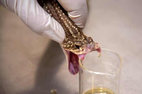 Minas reforça prevenção e atendimento a acidentes com animais peçonhentos