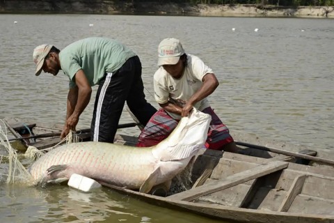 Pesquisa inédita com genoma protege espécies de peixes da Amazônia