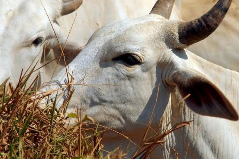 União Europeia veta compra de carne brasileira a partir de setembro