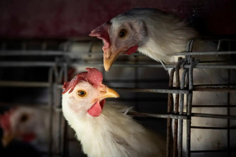 FAO: caso de gripe aviária no Brasil marca nova etapa do vírus