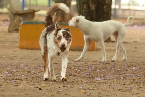 Brasil tem cerca de 30 milhões de animais domésticos abandonados