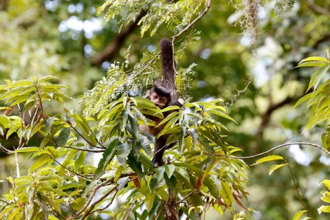 Entidade cobra compromisso de candidatos com direitos da natureza