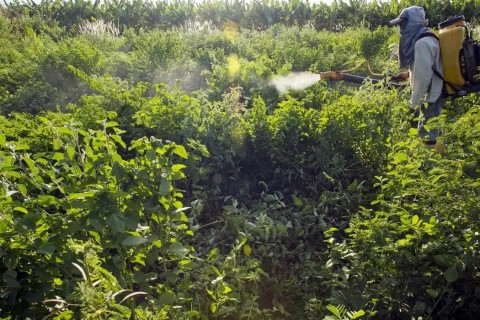 Agrotóxicos atingem população já em vulnerabilidade, diz especialista